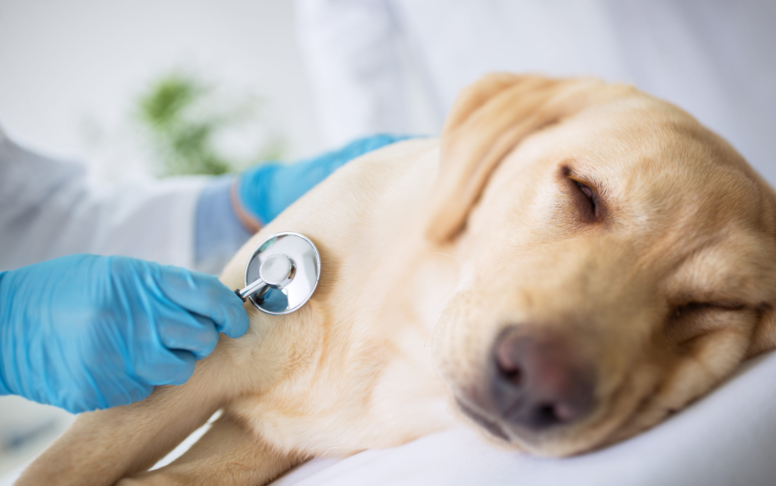 Hund vilar hos veterinären som lyssnar på hundens hjärta med ett stetoskop. Hunden är en ljus labrador.  