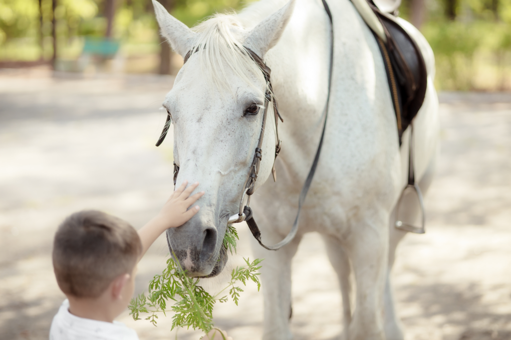En liten pojke matar en vit häst med morotsblast och samtidigt smeker han hästen på mulen. I bakgrunden ser man en paddock omgärdad av gröna träd.