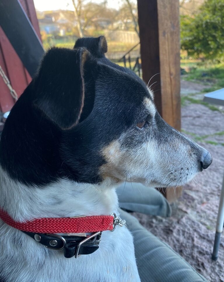 Tobi