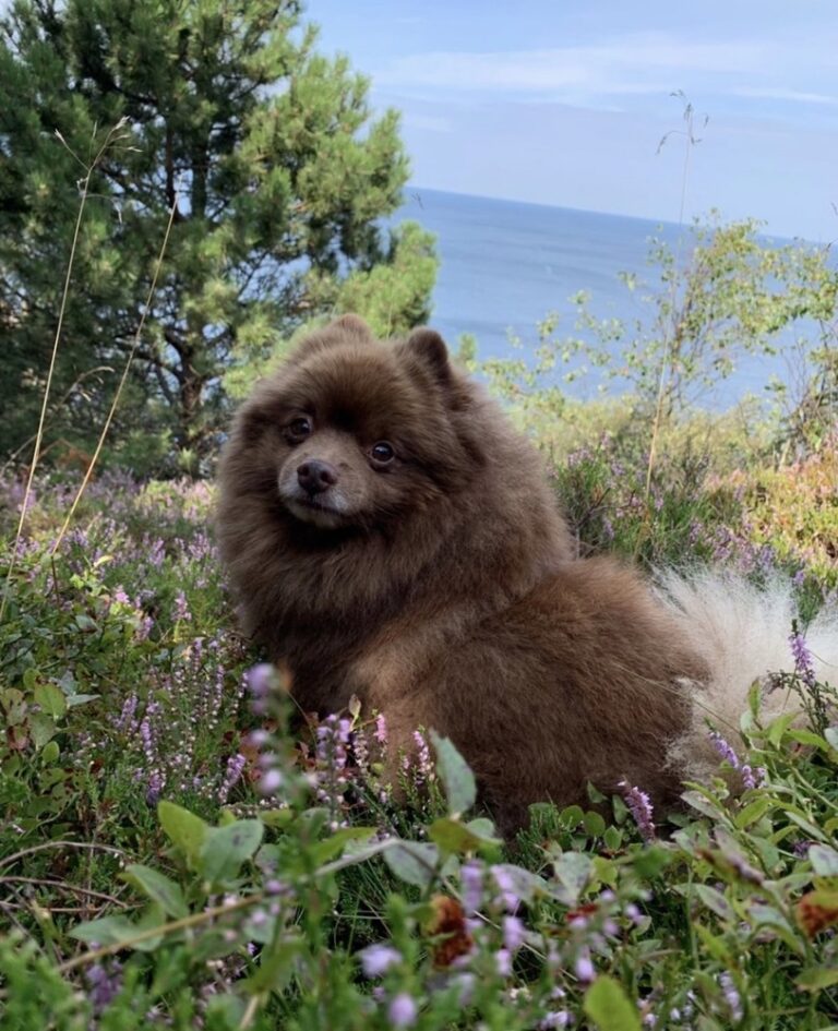 Teddy