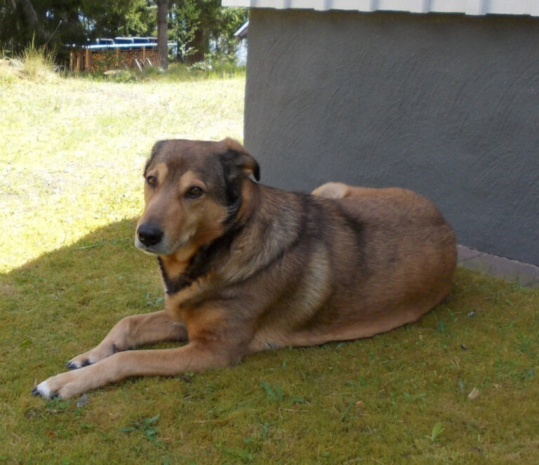 Svea