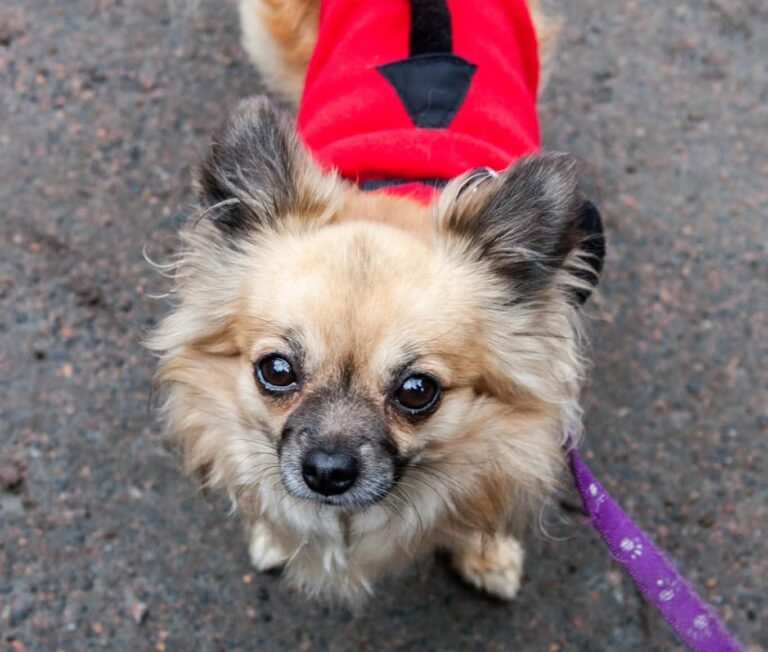 Gizmo
